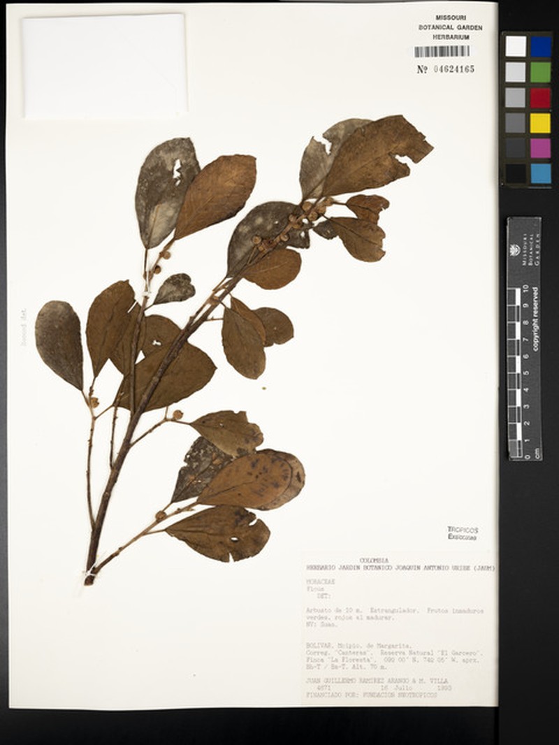 Ficus zuliensis