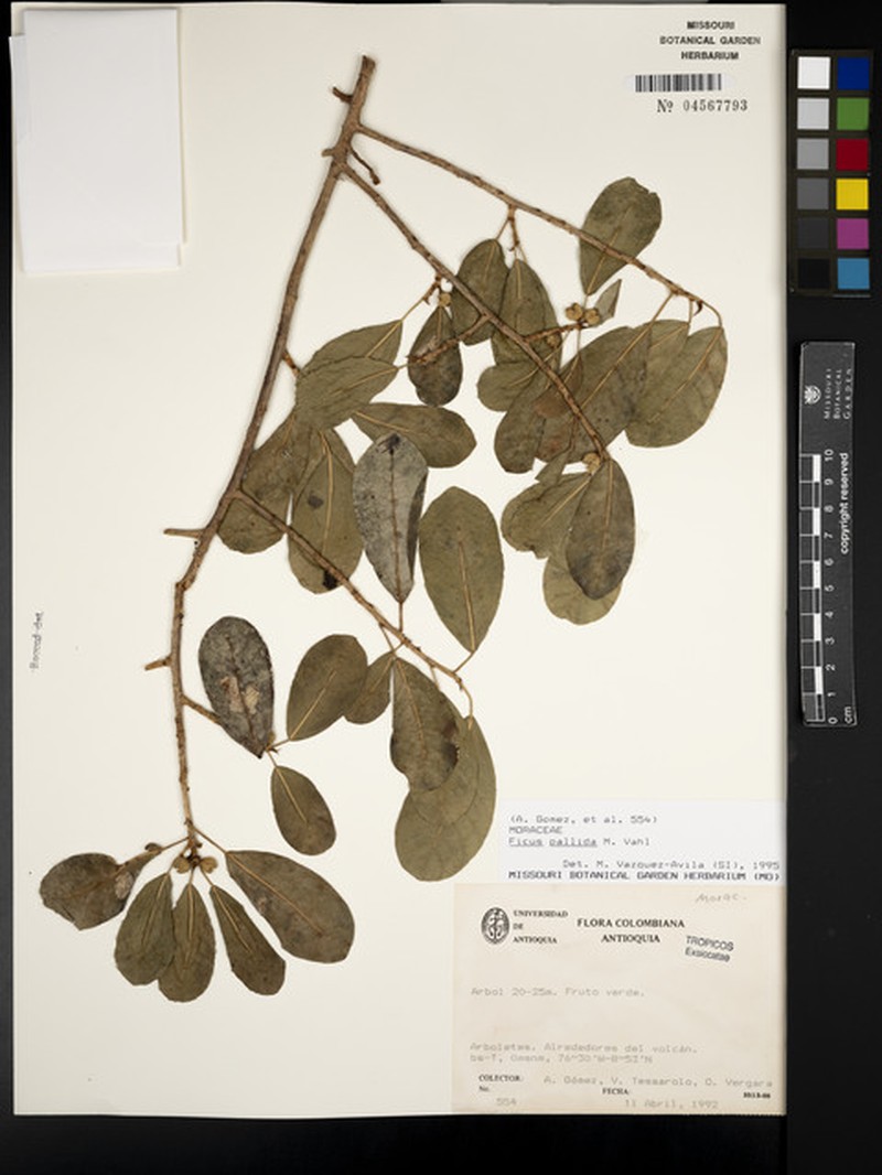Ficus zuliensis photo 2