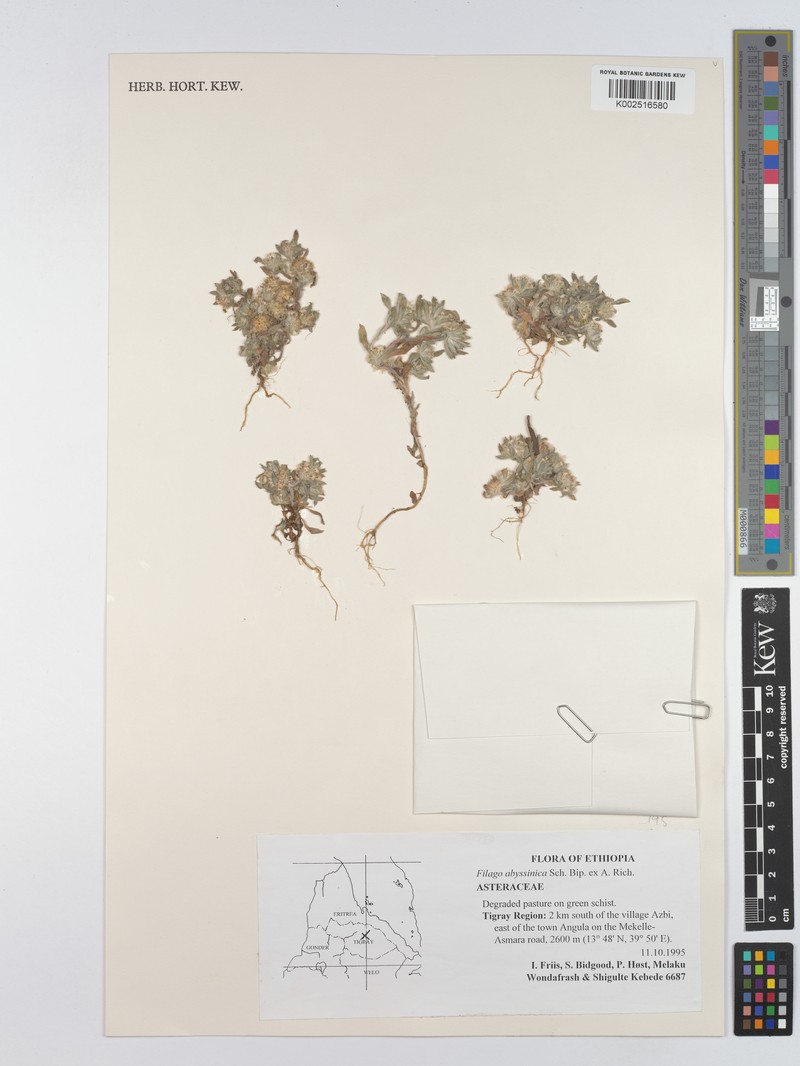 Filago abyssinica photo 2