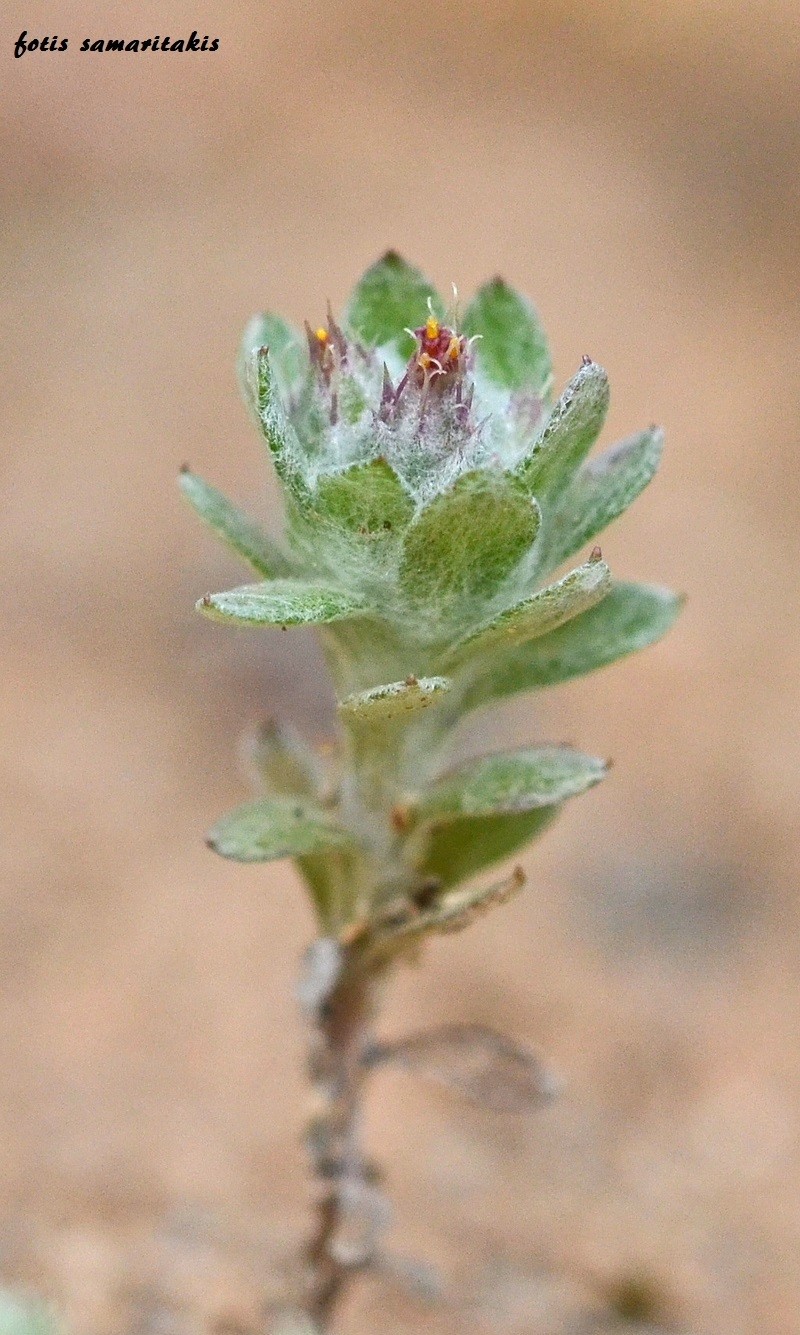 Filago aegaea subsp. aristata