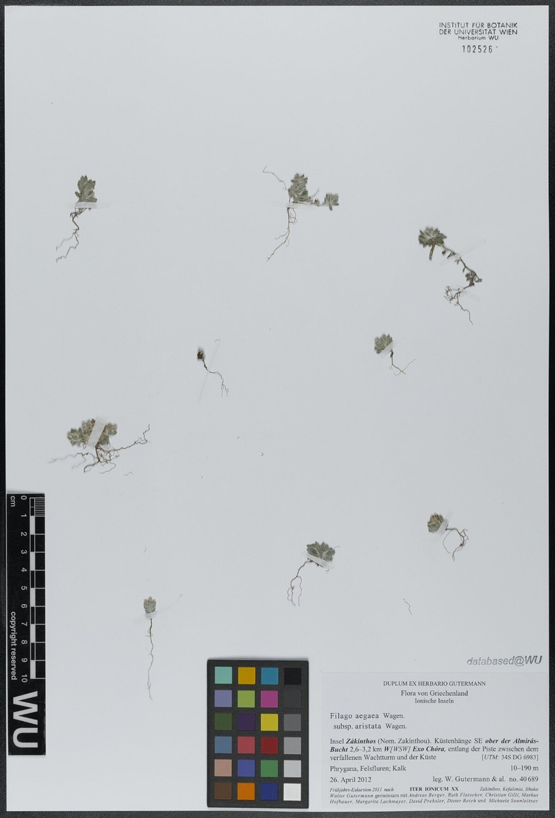 Filago aegaea subsp. aristata photo 2