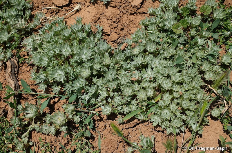 Filago anatolica