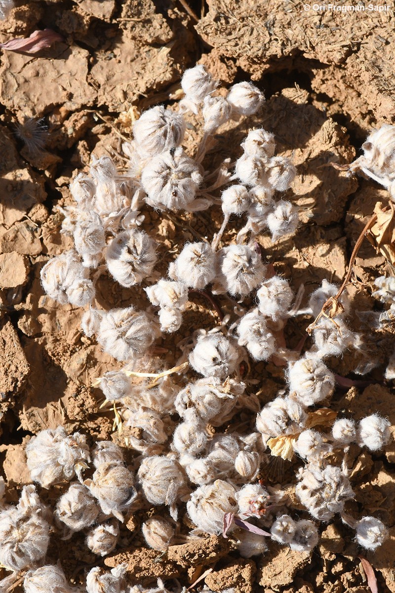 Filago anatolica photo 2