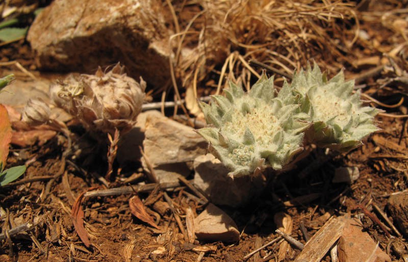 Filago anatolica photo 3