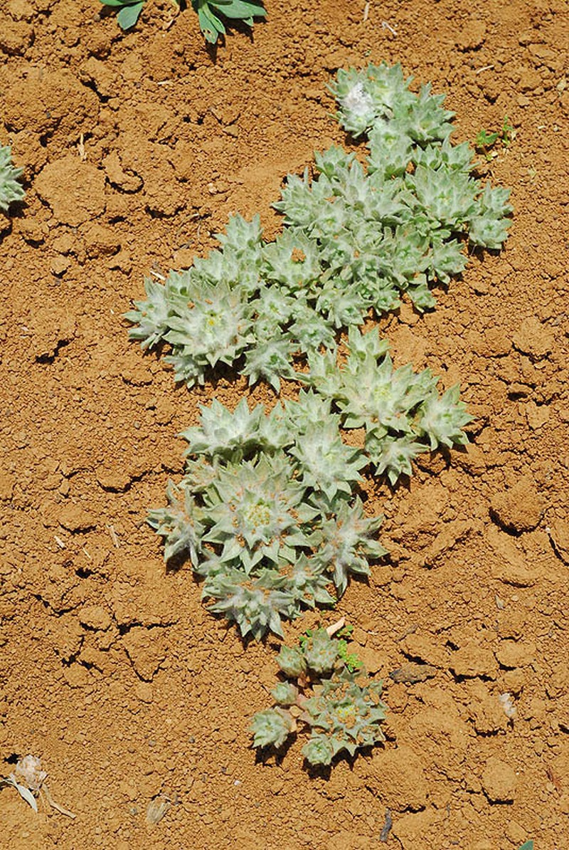 Filago anatolica photo 4