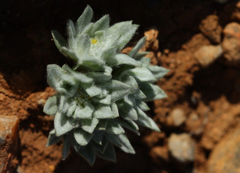 Filago anatolica photo 5