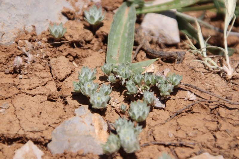 Filago anatolica photo 6