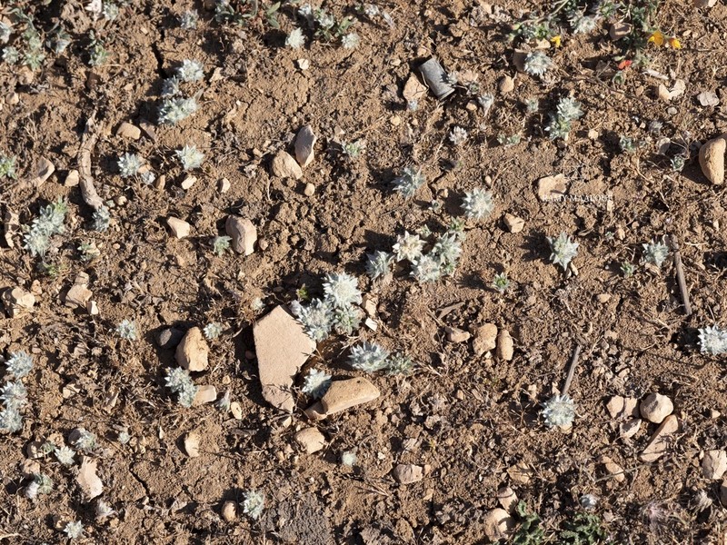 Filago anatolica photo 8