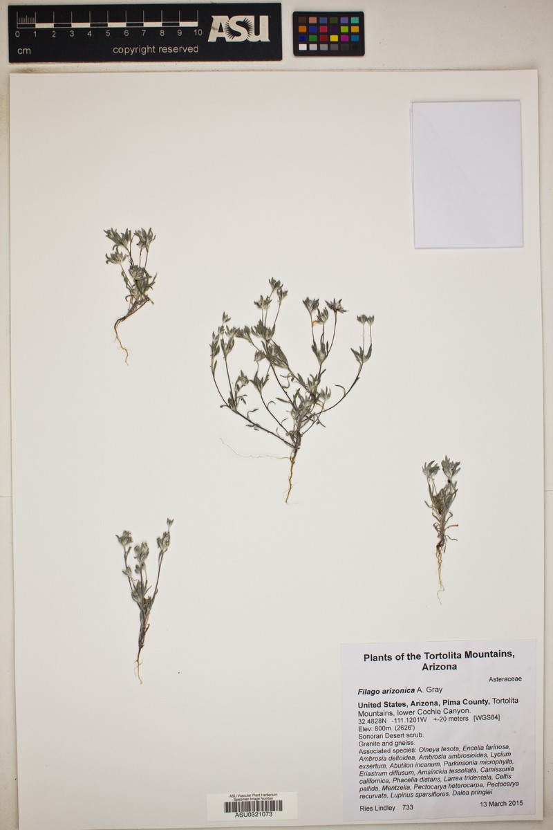 Arizona Cottonrose photo 3