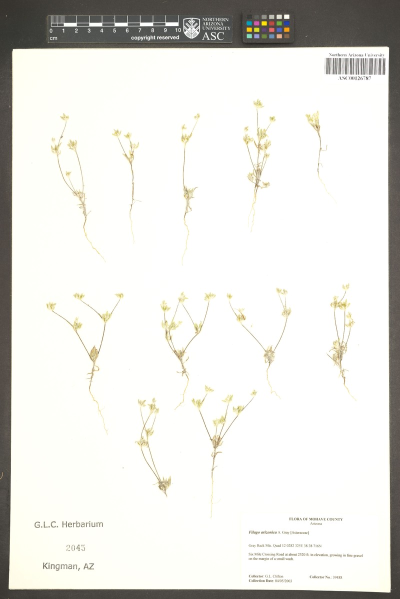 Arizona Cottonrose photo 6