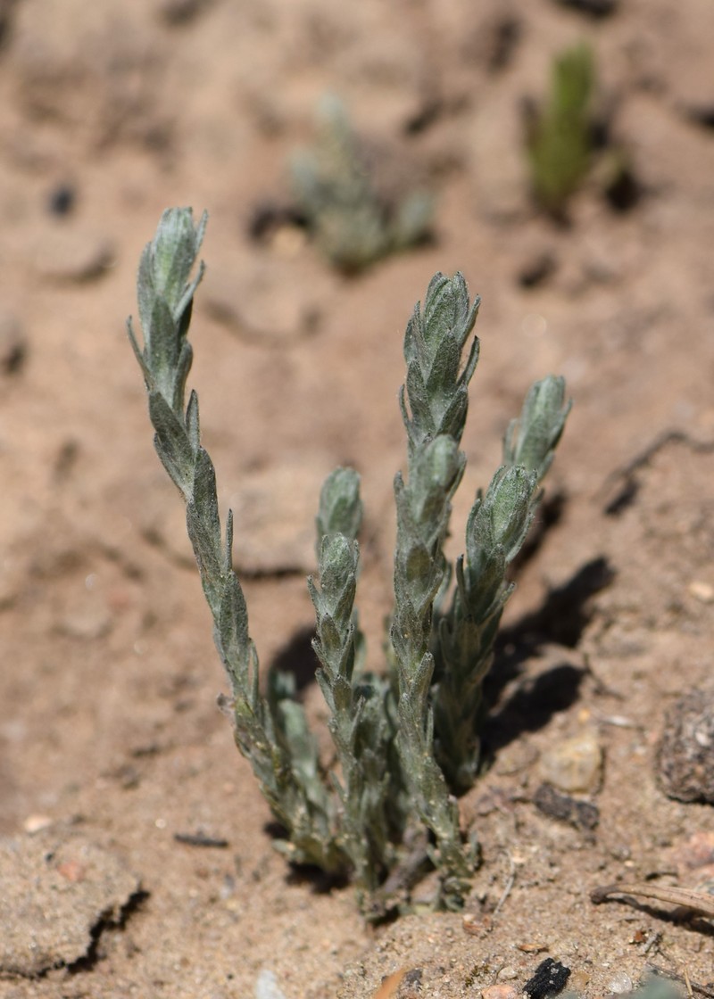Field Cottonrose photo 2