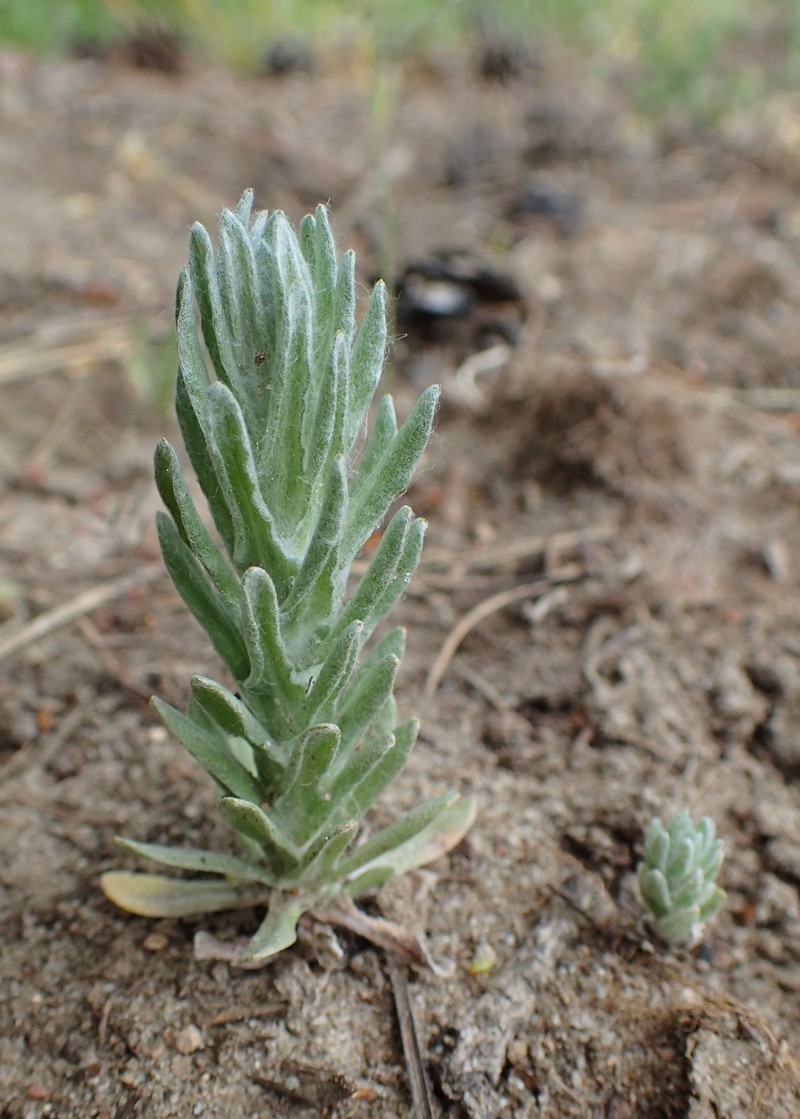 Field Cottonrose photo 3