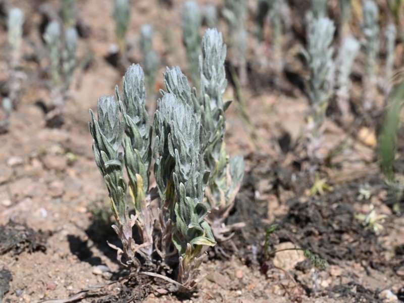 Field Cottonrose photo 4