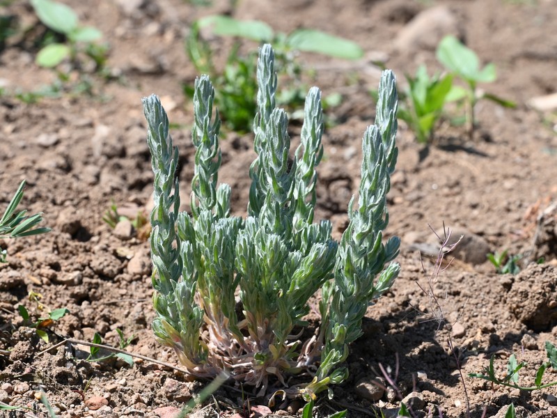 Field Cottonrose photo 5
