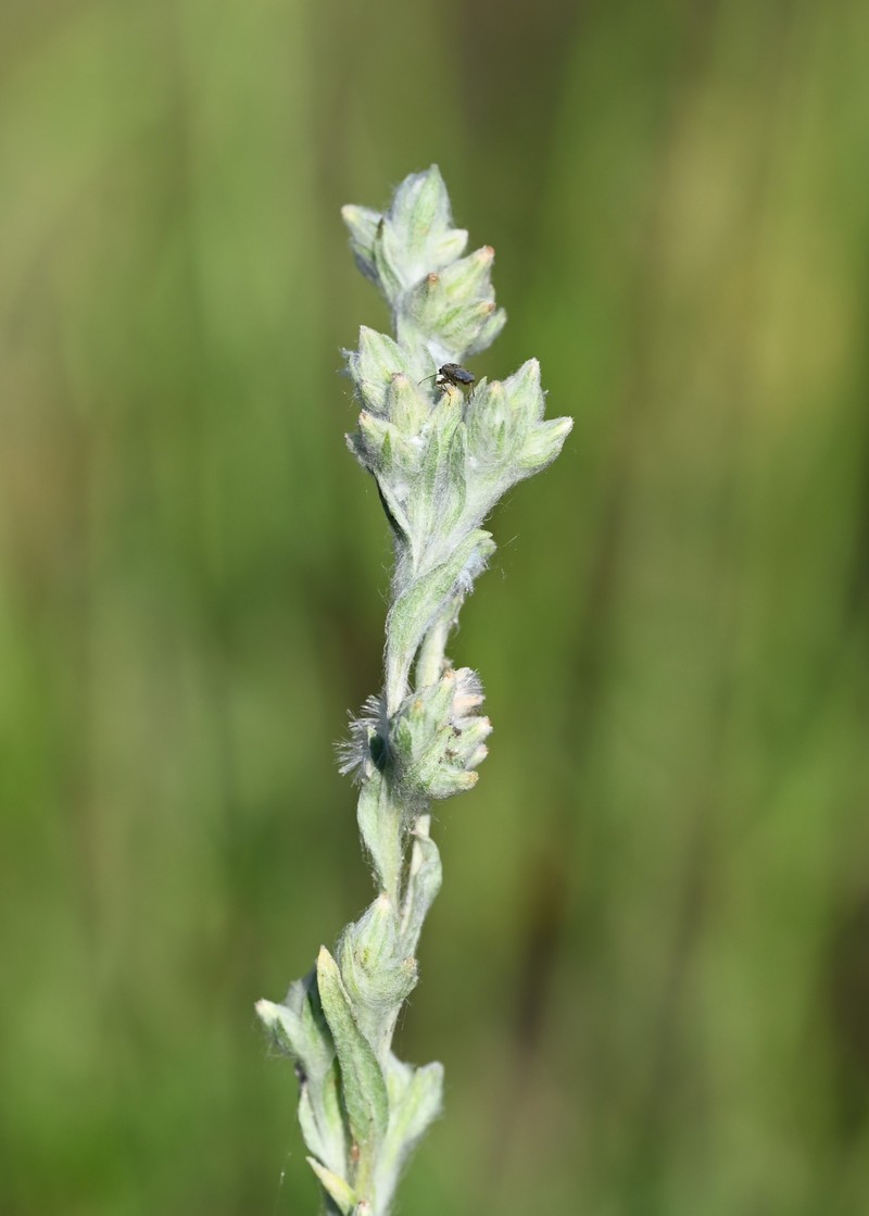 Field Cottonrose photo 6