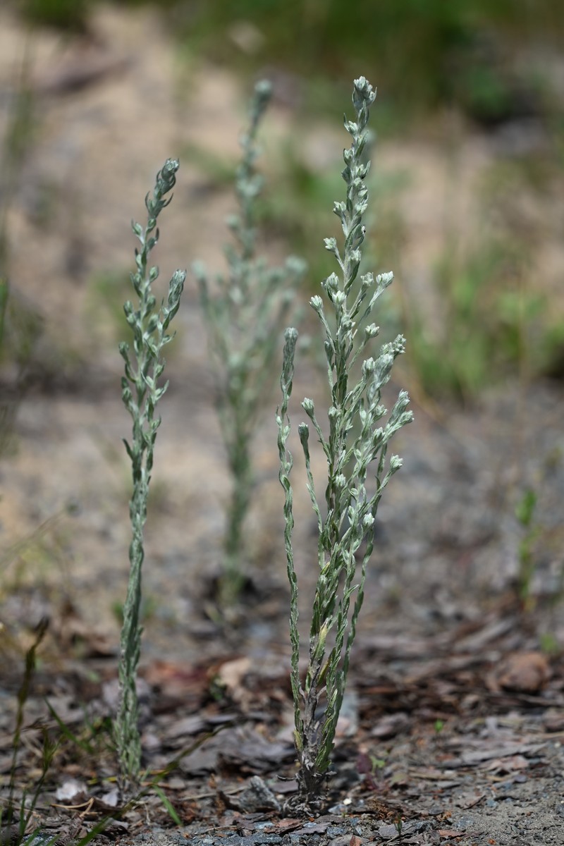 Field Cottonrose photo 7