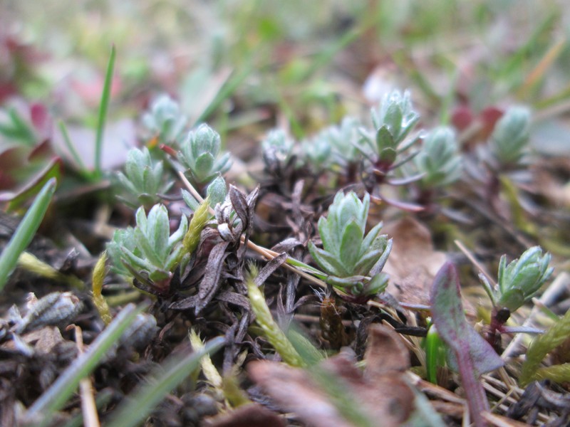 Field Cottonrose photo 8