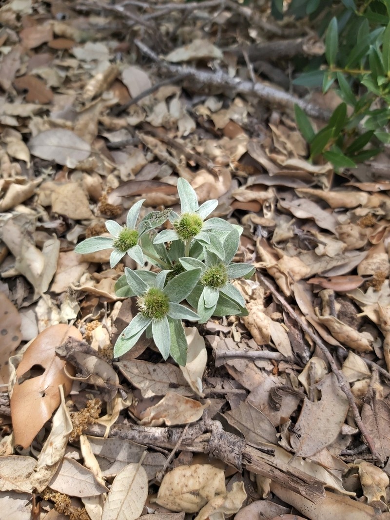 Filago asterisciflora