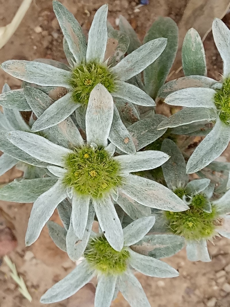 Filago asterisciflora photo 2