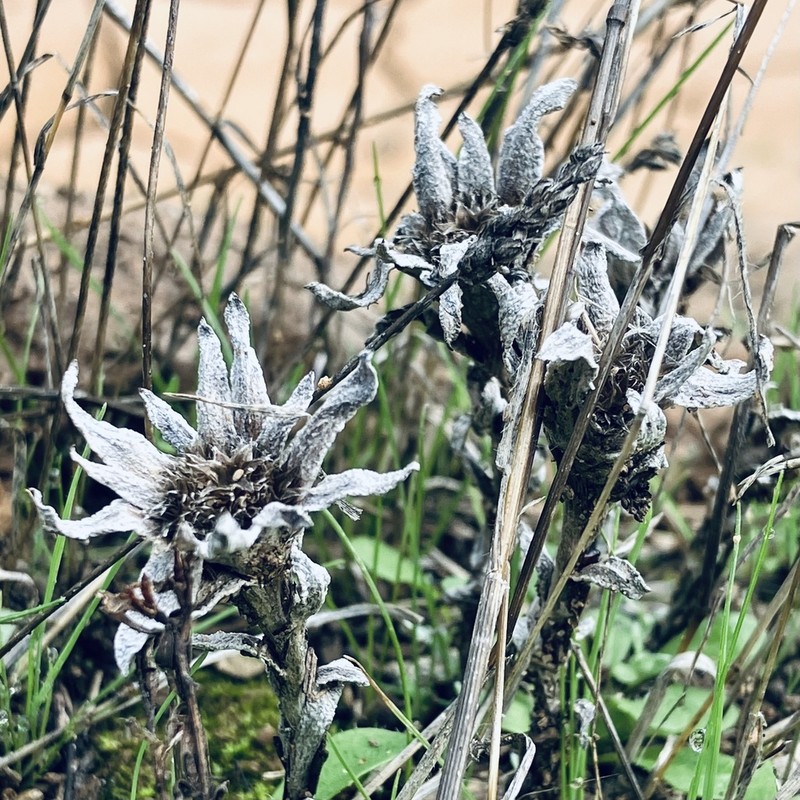 Filago asterisciflora photo 3