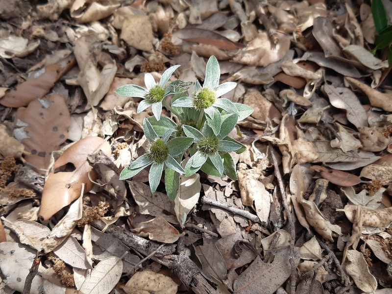 Filago asterisciflora photo 4
