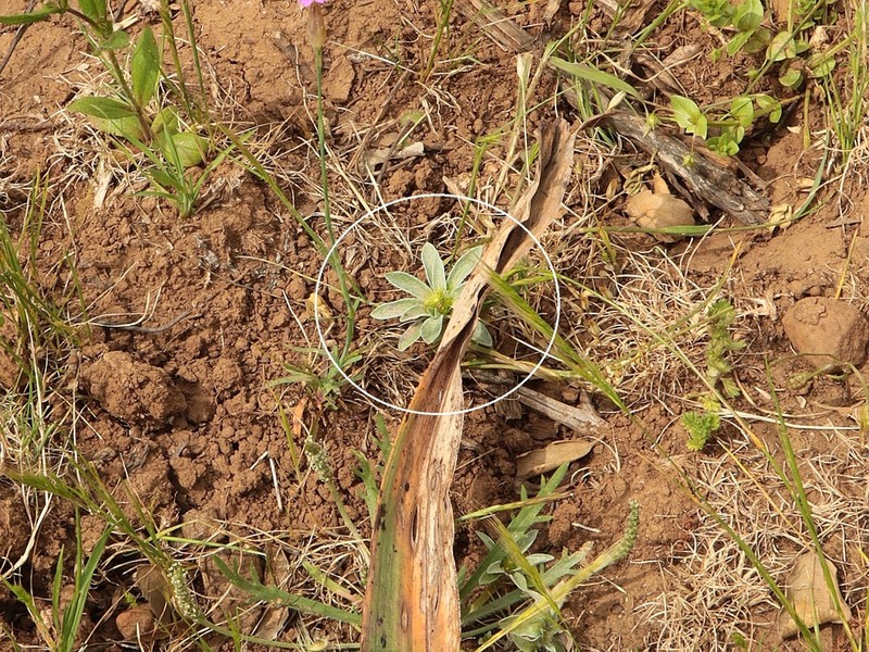 Filago asterisciflora photo 5