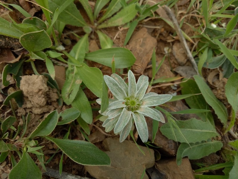 Filago asterisciflora photo 6