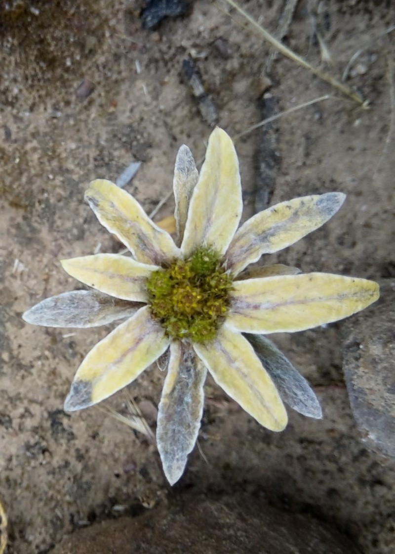 Filago asterisciflora photo 7