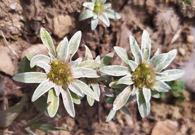 Filago asterisciflora photo 8