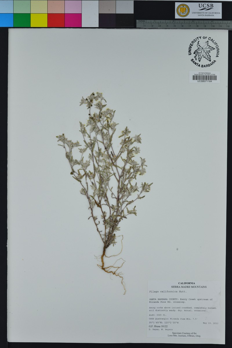 California Cottonrose