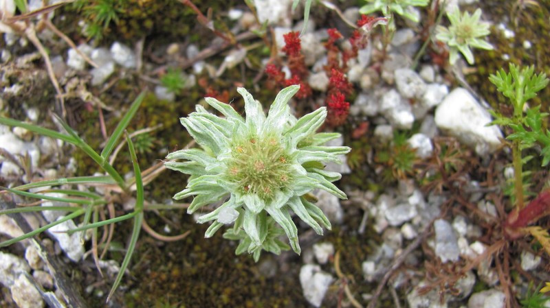 Filago carpetana photo 2