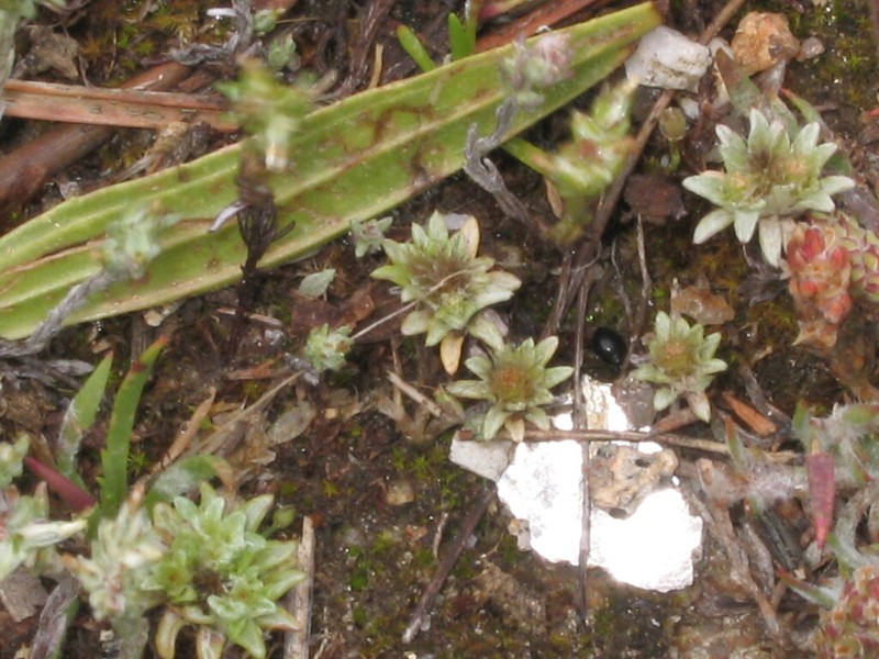 Filago carpetana photo 4