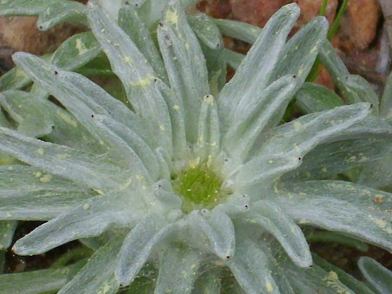 Filago carpetana subsp. carpetana