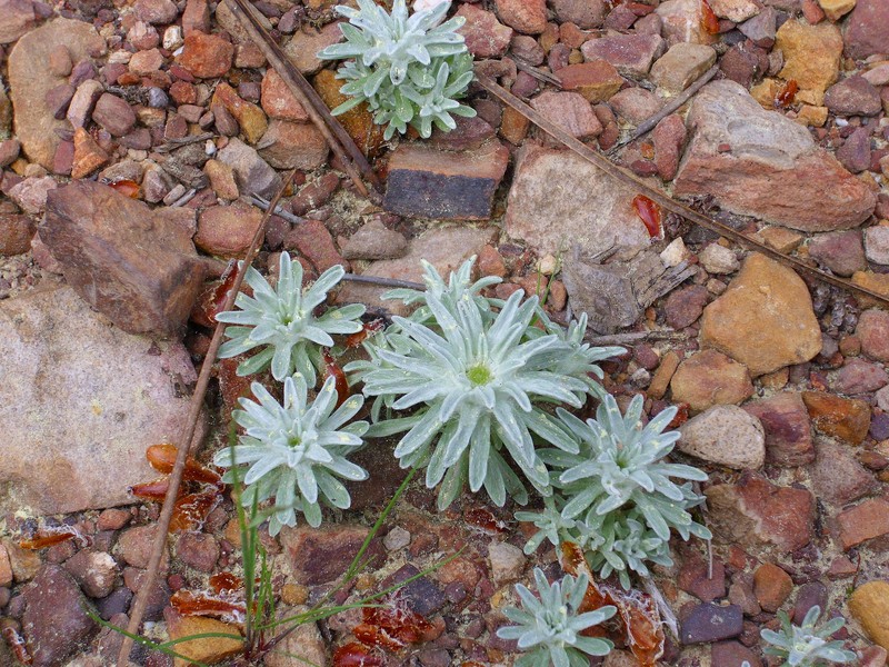 Filago carpetana subsp. carpetana photo 2