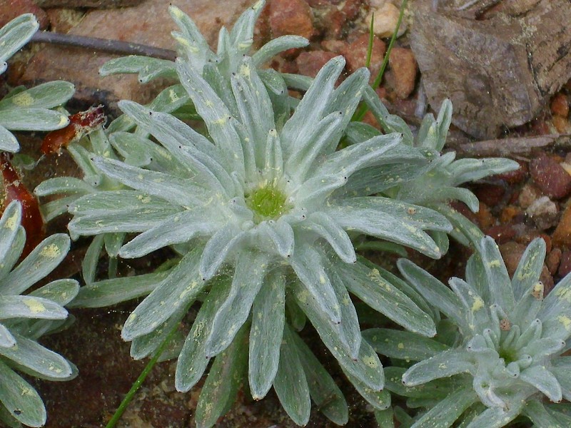 Filago carpetana subsp. carpetana photo 3