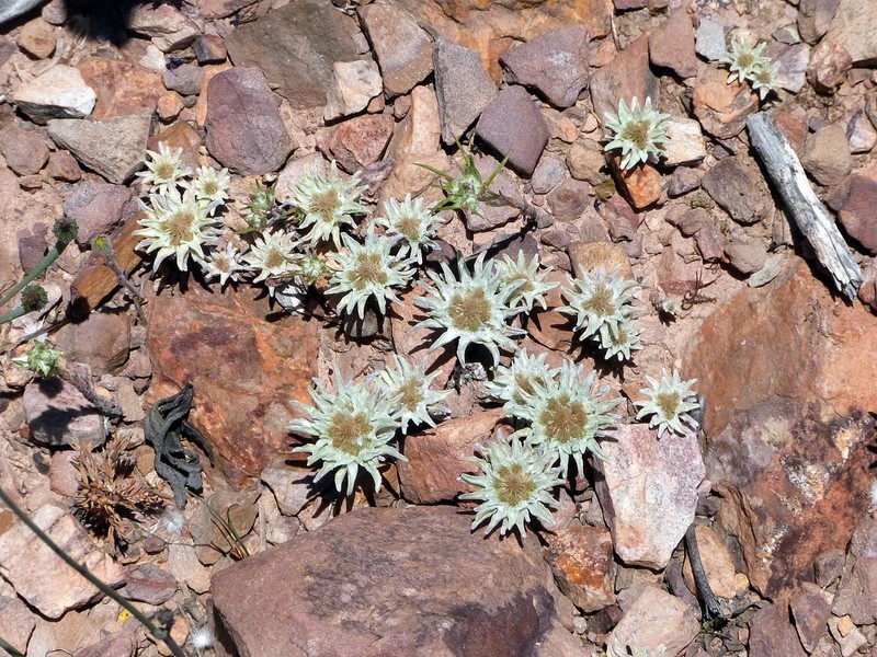 Filago carpetana subsp. carpetana photo 4