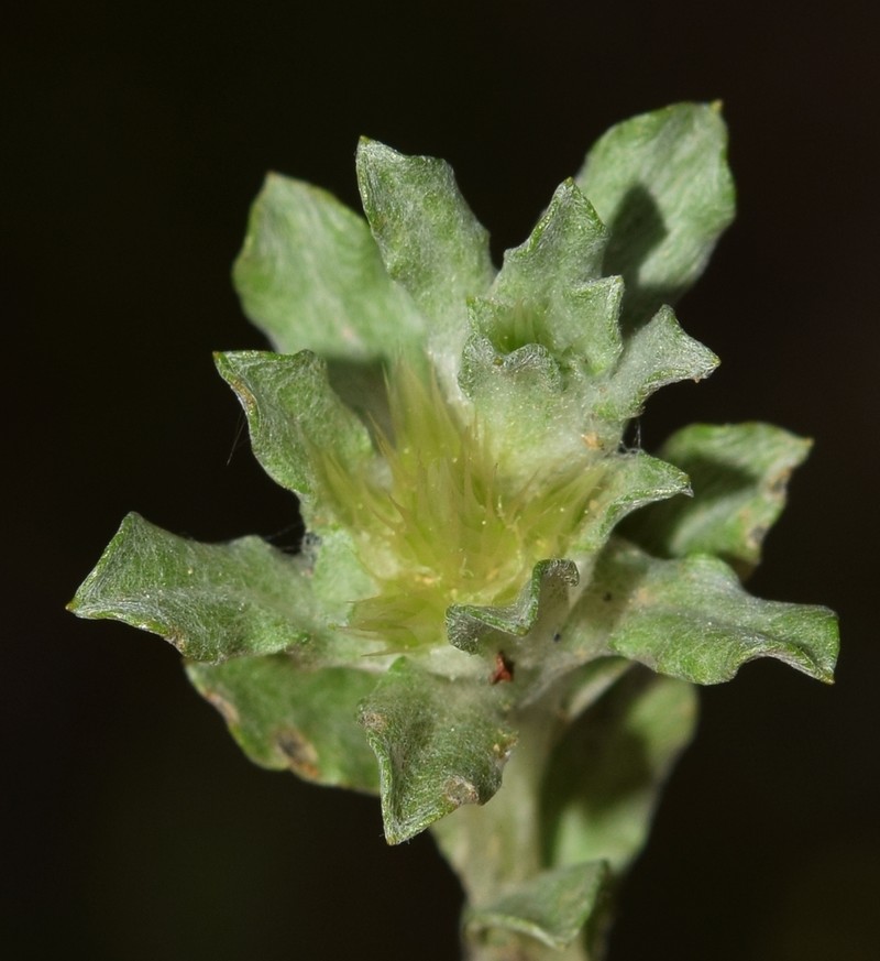 Filago castroviejoi photo 4