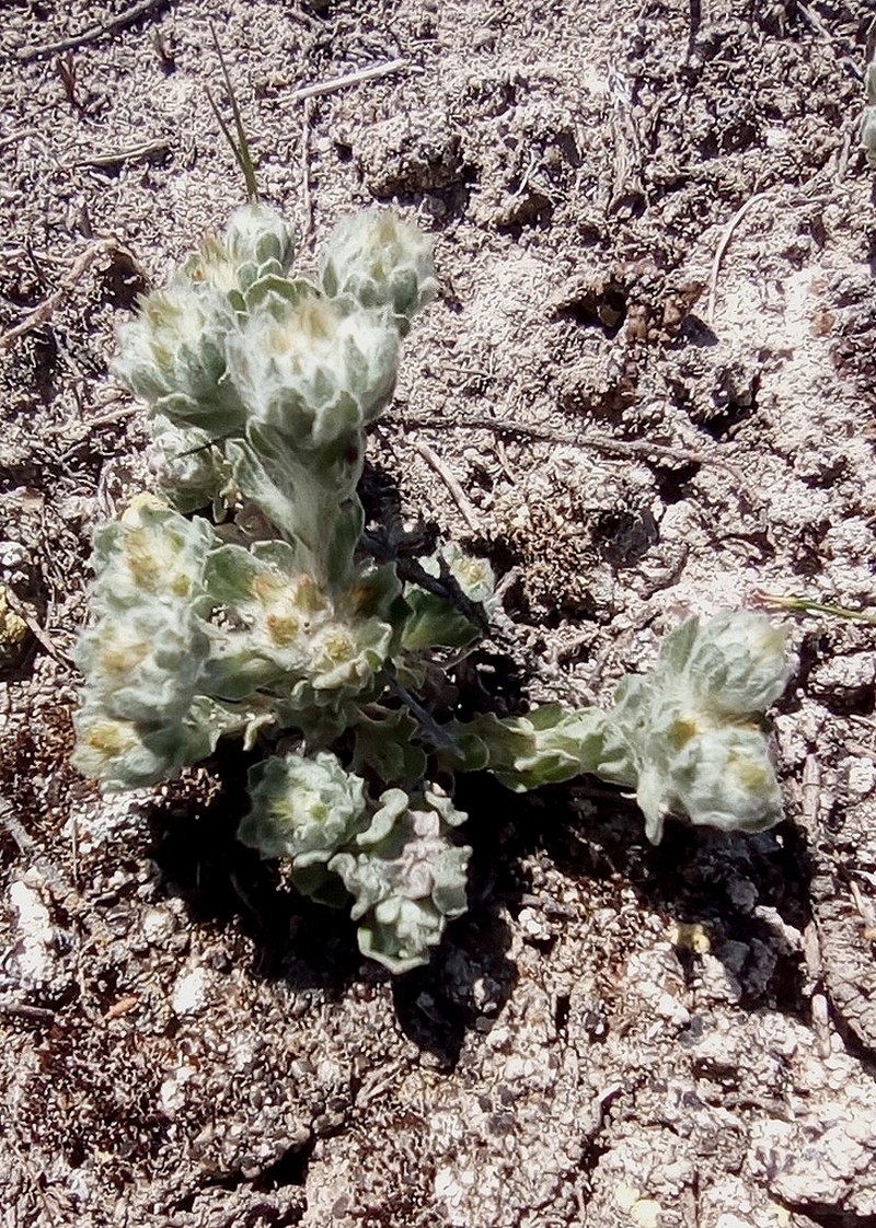 Filago congesta photo 2