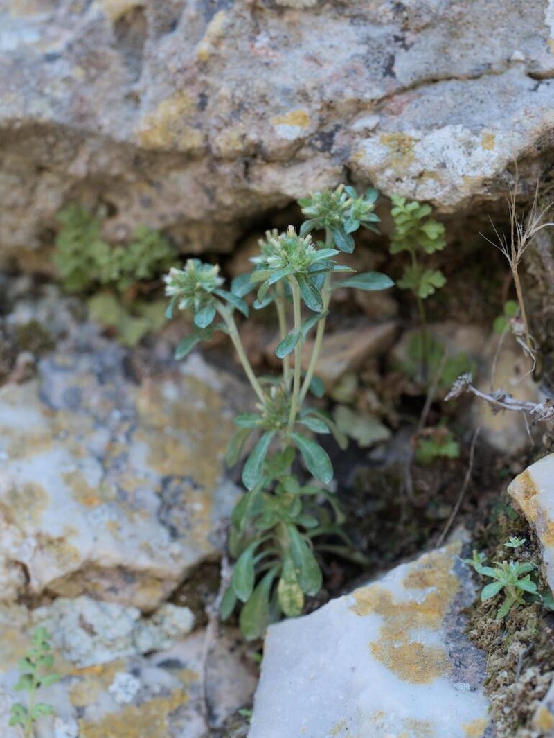 Filago cretensis photo 4