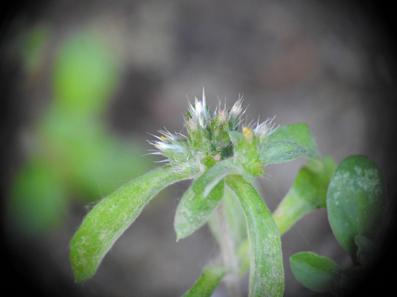 Filago cretensis photo 5
