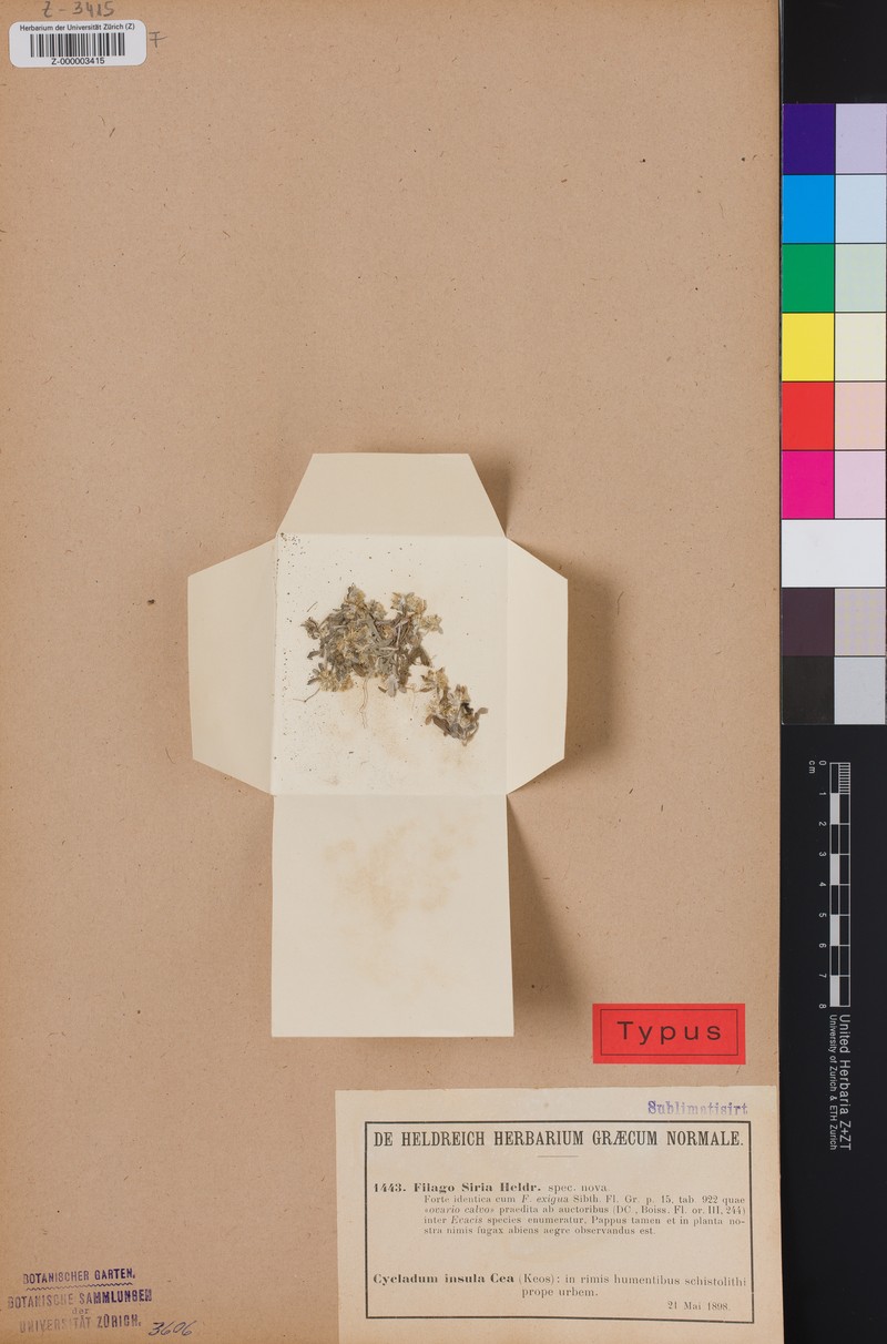 Filago cretensis photo 8
