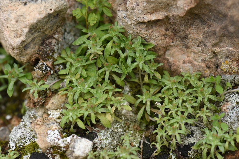 Filago cretensis subsp. cretensis
