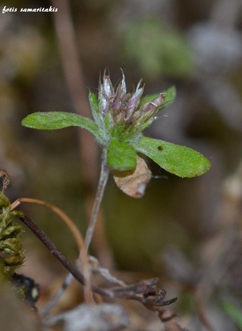 Filago cretensis subsp. cretensis photo 2
