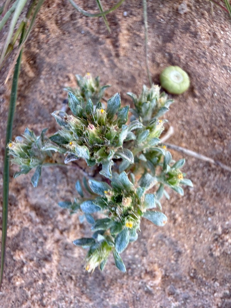 Filago desertorum