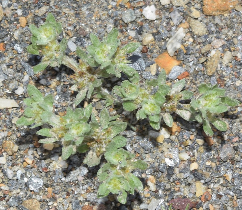 Filago desertorum photo 2