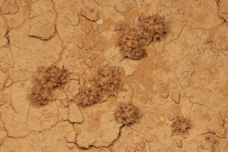 Filago desertorum photo 3