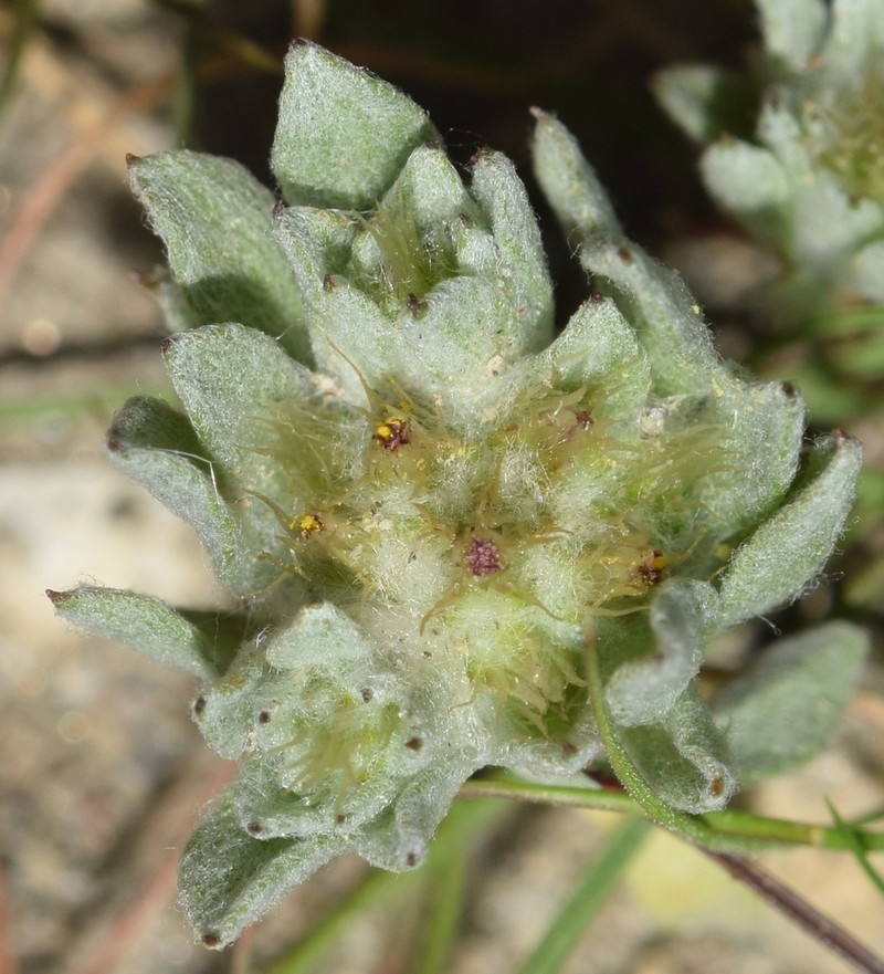 Filago desertorum photo 4