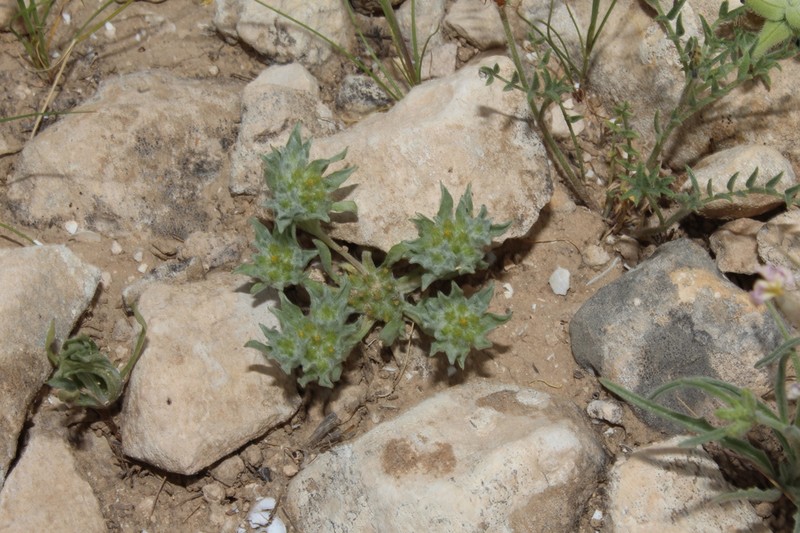 Filago desertorum photo 5