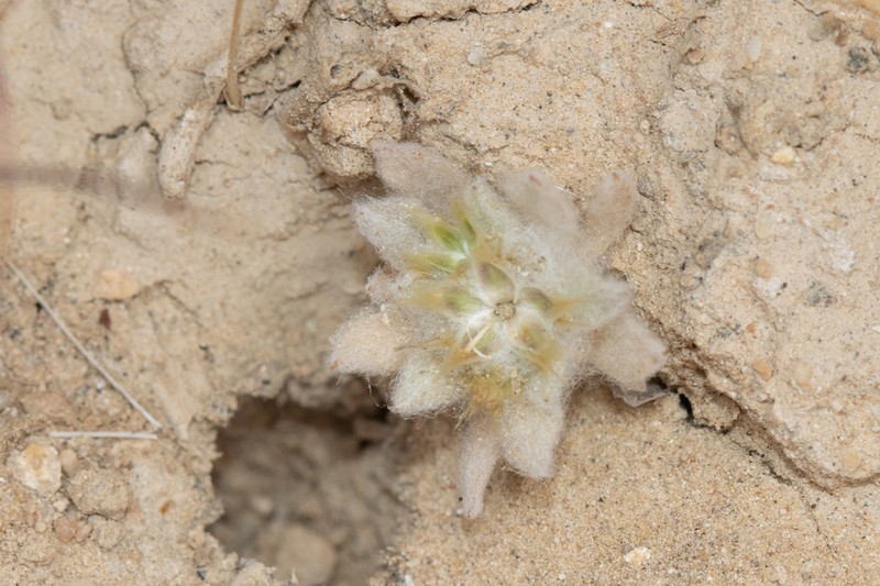 Filago desertorum photo 6