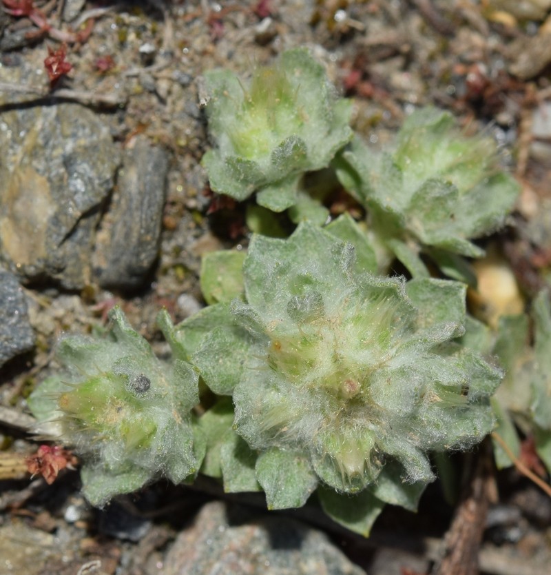 Filago desertorum photo 7